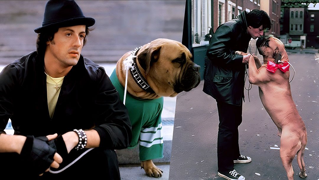 Butkus Stallone: The Dog Who Stole the Show in Rocky Butkus Dog in Rocky Movies